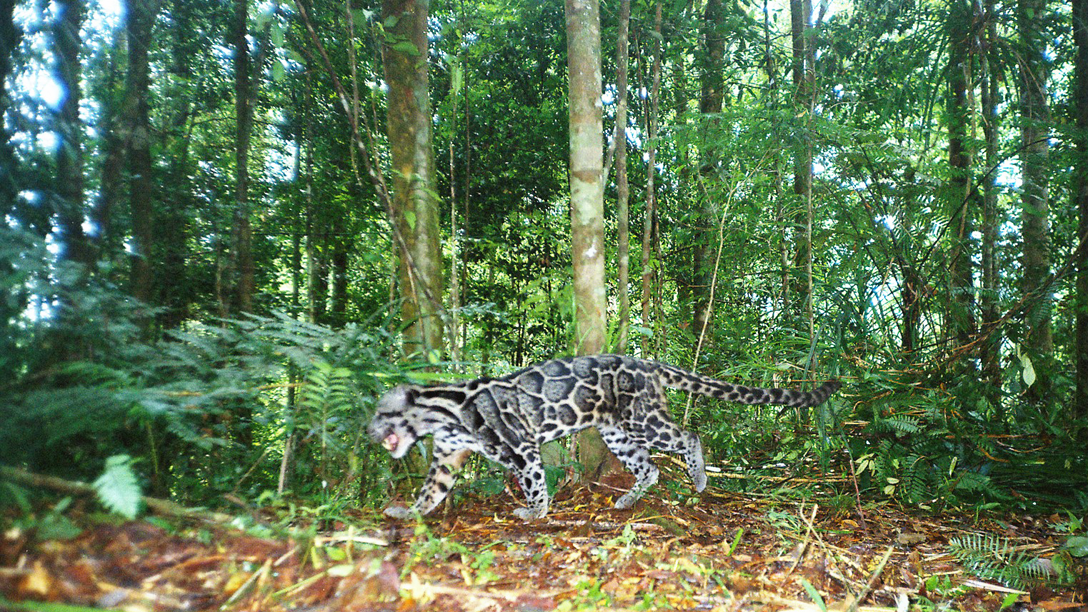 Clouded leopard